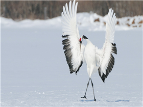 項(xiàng)目首封！8#樓主體結(jié)構(gòu)圓滿(mǎn)完工！